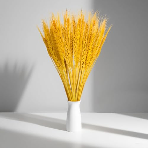 Sukh 50 Stems Dried Wheat Stalks - Golden Wheat Straw for Vases 13.3 in