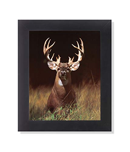 Trophy Buck Deer in Field Large Antler Rack Photo Wall Picture Framed Art Print