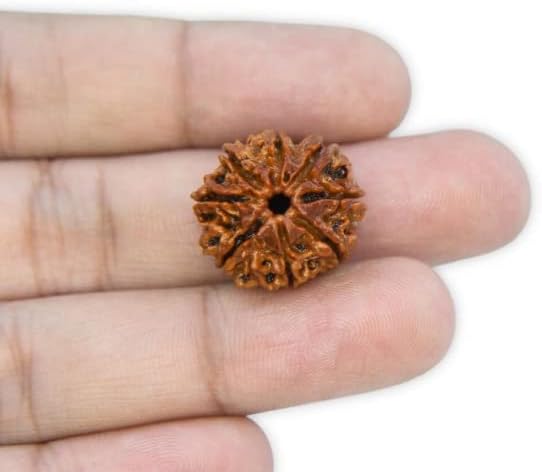 9STARS 8 Mukhi Rudraksha オリジナル認定ネパール ペンダント付き 8 ???????????? シヴァ神アト