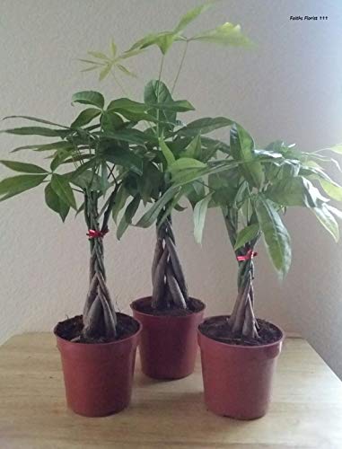 Money Tree Live Plant Potted in 4' Container. 5 Braids....