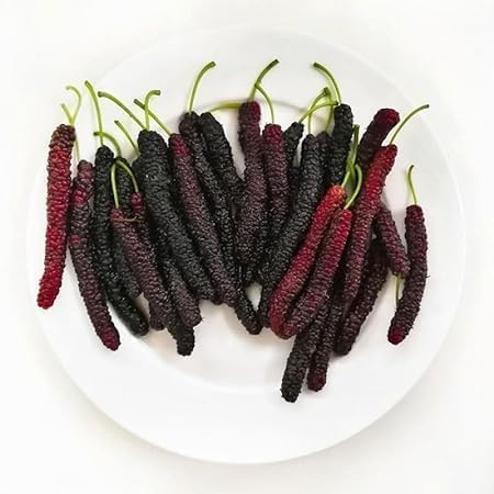 Special Sweet And Healthy All Time Long Finger Mulberry || Mulberry/Shahtoot Fruit Plant || (Cutting/Grafted) Live Plant || all time variety Fruit Live Plant & Tree - Pack of 1 (B0CV4XMPLP) Amazon Price History, Amazon Price Tracker