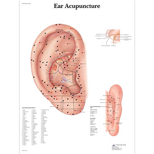 3B Scientific - Anatomie humaine - Affiche Acupuncture de l'oreille 50 x 67 cm