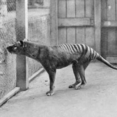 165_DEN TASMANSKA TIGERN