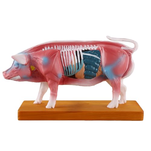 CHANGLKJ Pig Points Acupuncture Model, Pig Anatomy Model, Pig Body Anatomical Model, Clear Acupoint Font and Durable Material, Great Detailing and Fine Workmanship, for Reference, Study, Teaching