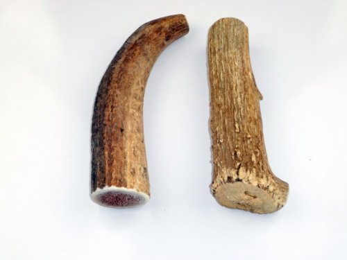 Jim Hodges Dog Training Elk Antlers for Dogs, Premium Grade A, Antler Dog Chew, Dog Chew Bones for Small, Medium and Large Dogs, Long Lasting for Aggressive or Mild Chewers. Made in The USA