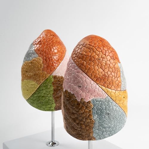Modèle de poumon coloré à 10 segments pour anatomie médicale AMITD - 6