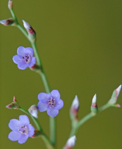 image for Johns Hopkins University Press Plants of the Chesapeake Bay: A Guide t