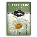 Survival Garden Seeds Shasta Daisy Seed for Gardening - Packet with Instructions to Plant & Grow Beautiful White Perennial Flowers in Your Home Flower Garden - Non-GMO Heirloom