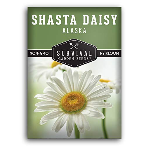 Survival Garden Seeds Shasta Daisy Seed for Gardening - Packet with Instructions to Plant & Grow Beautiful White Perennial Flowers in Your Home Flower Garden - Non-GMO Heirloom
