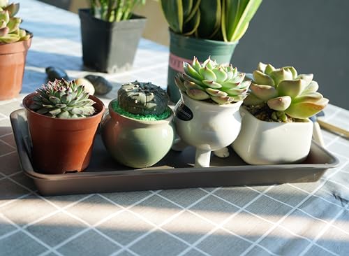 Vuwez Confezione Da 6 Sottovasi In Plastica, Rettangolari, Per Interni Ed Esterni, Vassoio Antigoccia Per Vaso Da Fiori, Davanzale (16,5 X 33 Cm, Marrone) - 6