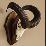 GTK Geweihe & Trophäen Krumholz ist seit über 30 Jahren Ihr Ansprechpartner für Jagdtrophäen, Zubehör und jagdliche Accessoires