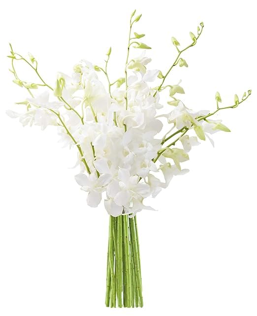 KaBloom Flowers -Valentine's Day Collection - 20 White Orchid without vase, Gift for Birthday, Sympathy, Anniversary, Get Well, Thank You, Valentine, Mothers Day Fresh Flowers