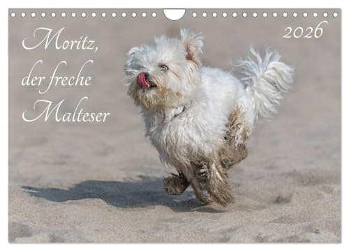 Moritz, der freche Malteser (Wandkalender 2026 DIN A4 quer), CALVENDO Monatskalender: Der Malteser Moritz (CALVENDO Tiere)