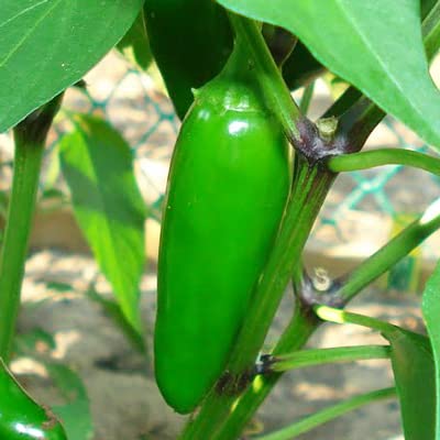 Miniatura 3 de Magic Plant Pimiento jalapeño verde granulado  Chile jalapeño granulado a granel  Versátil y sabroso  Básico de cocina mexicana  Suave  Medio