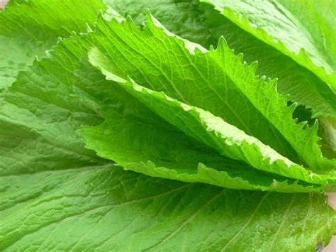 Miniatura 4 de Más de 750 semillas de bambú de hoja grande GAI Choi Mostaza Verde Junio de 2021 Prueba Ci