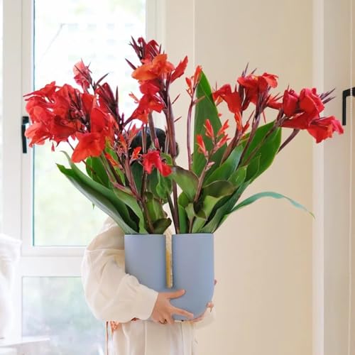 4 pcs Canna Zwiebeln Winterharte KüBelpflanzen, Blumen Für Balkon Knollen Canna Pflanzen Winterhart Blumenzwiebeln Mehrjährig Winterhart, Frühlingsblumen Bloom Indoor Garten Wanddeko