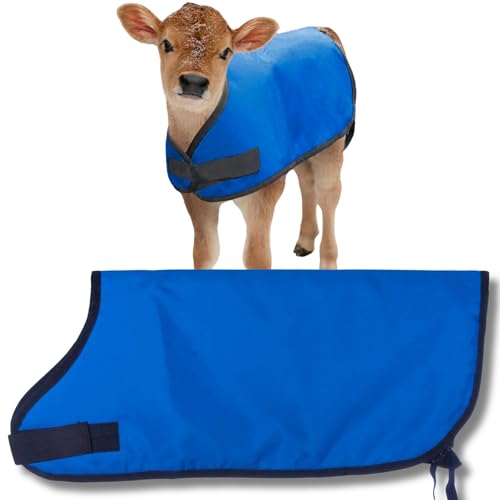 Jeffers Livestock Insulated Calf Blanket, Royal Blue, 1 Pack - 600 Denier, Winter Warm Clothes for Calf, Water Proof, Windproof Warming Blanket, Jacket, Coat - Thickened Belly Protection
