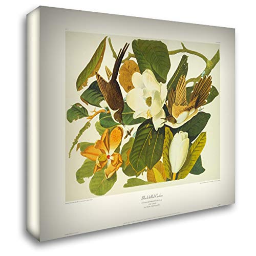 ArtDirect Black-Billed Cuckoo (decorative border) 45x36 Huge Gallery Wrapped Canvas Museum Art by Audubon, John James