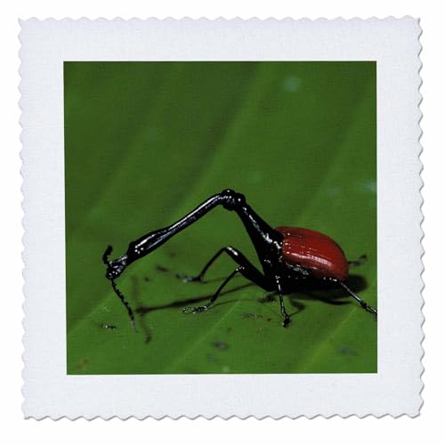 3dRose qs_72700_2 Madagascar, Perinet. Giraffe-Necked Weevil insect-AF24 POX0023-Pete Oxford-Quilt Square, 6 by 6"