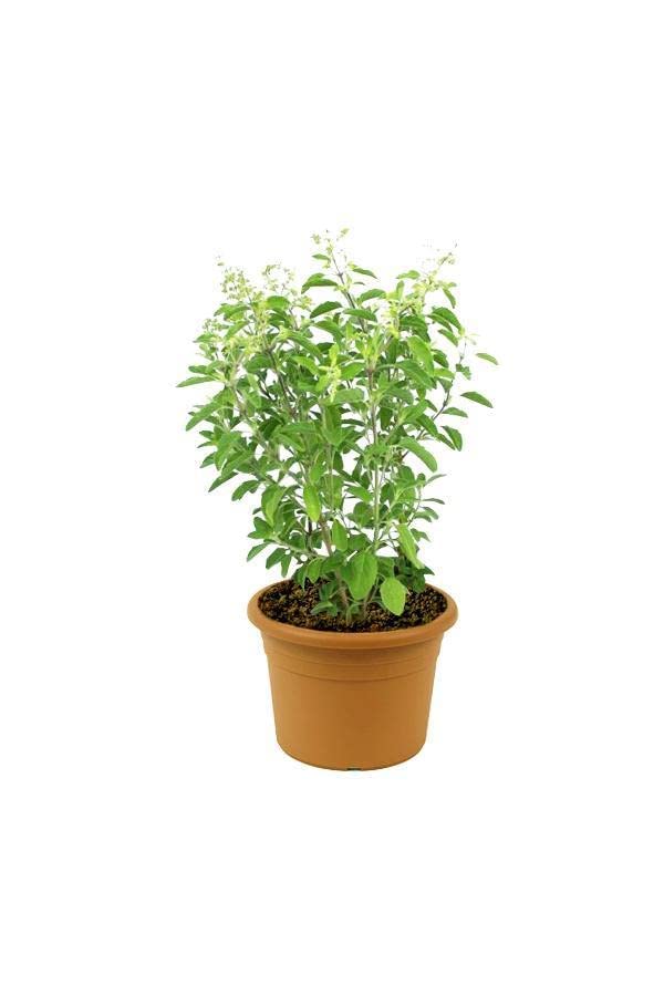 Rama Tulsi live plant||good luck plant Tulsi plant ||pack of 1 with black pot 3.5 "|| (B0CGM3MXPP) Amazon Price History, Amazon Price Tracker