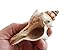 Florida Shells and Gifts Inc. One Small Genuine Striped Fox Conch Seashell (4
