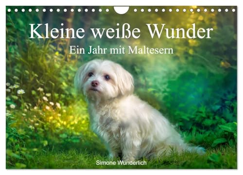 Kleine weiße Wunder - ein Jahr mit Maltesern (Wandkalender 2027 DIN A4 quer), CALVENDO Monatskalender: Wenn Sie Malteser lieben, greifen Sie zu! (CALVENDO Tiere)