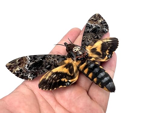 Real Death Head Moth Acherontia Black Frame Skull Butterfly Vintage Shadow Box Insect Frame Unique Taxidermy Tabletop Wall Art Decor Artwork Home Room Living Specimen Moody Gothic Oddity K18-01-DE