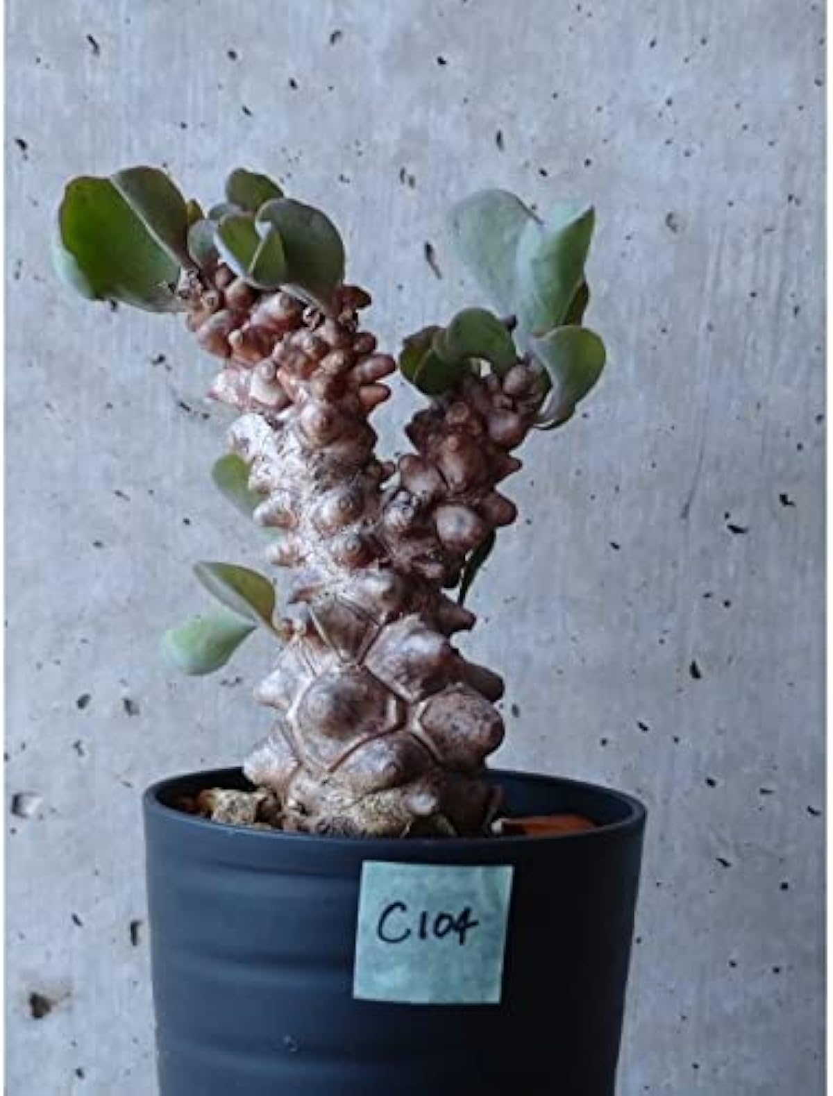 大阪スペシャル 現品限り オトンナ ヘレー C104 2111 塊根植物 Othonna Herrei ヘレイ 蛮鬼塔 観葉植物 オンライン通販 販売低価格 Www Littleshopp Com 大阪スペシャル 現品限り オトンナ ヘレー C104 2111 塊根植物 Othonna Herrei ヘレイ 蛮鬼塔 観葉植物 オンライン通販 販売低価格 Www Littleshopp Com