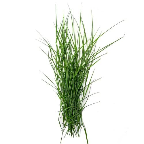 Durva Grass harali for Ganapati Pooja - Pack of 108 : Amazon.in: Home