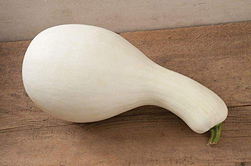 Germinazione I Semi: 20 Semi: USA Venditore Bianco Cushaw Semillas de calabaza 10-40 (Smooth per la Pittura)