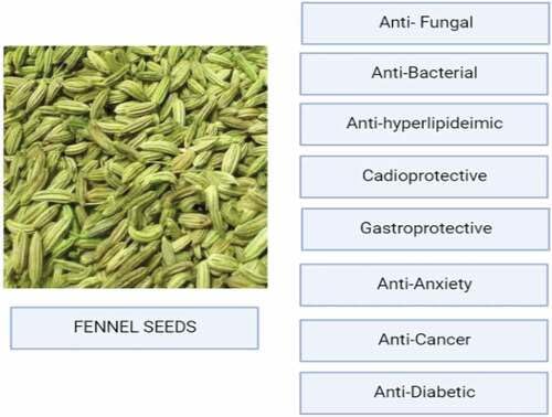 VEXA NATURALS Saunf Powder (Fennel Seed Powder) | Aromatic & Sweet |100gm - Image 5 thumbnail