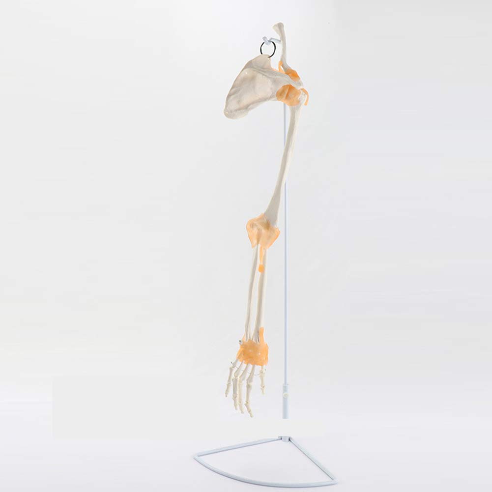 Sjdopulse Upper Limb Bone Ligament Ligament Hand Ankle Joint Bone Model,Can Allow Doctors To Communicate Better With Patients