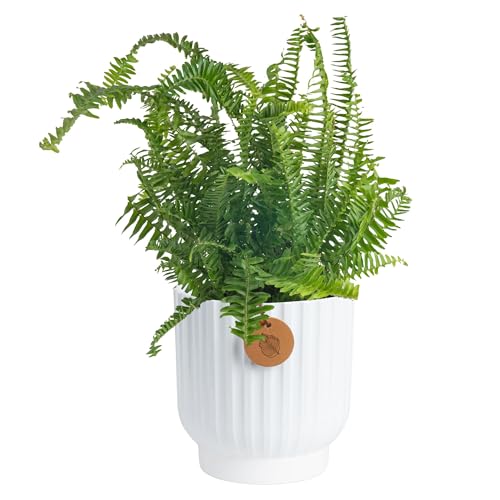 Costa Farms Kimberly Queen Fern Live Plant in Decorative Pot,