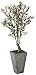 Nearly Natural 5852 6â€™ Olive Artificial Tree in Stone Planter, Green