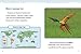 Raintree Macaws (Animals).