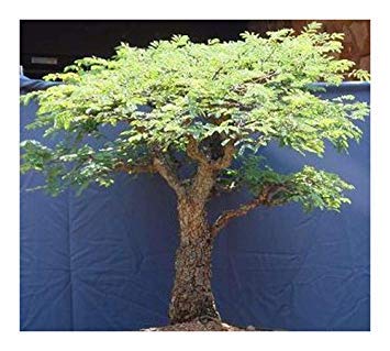 コミフォラ　プラニフロンス　種子10粒 commiphora-planifrons-3-months