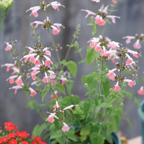 Generic Salbei Pflanzen Samen Winterhart 350 Stück