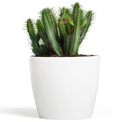 botle Blumentopf Pflanzkübel Pflanzgefäß Übertopf Kunststoff Glanz Rund Weiß D 120 mm H 104 mm