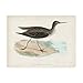 Trademark Fine Art Sandpiper VII by Morris, 18x24