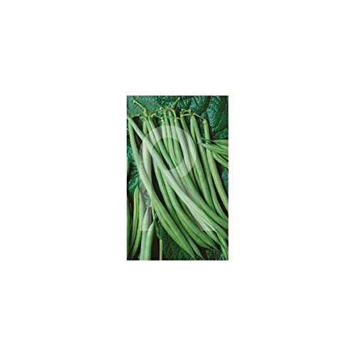 Rocalba - Semilla de judías finas: Amazon.es: Jardín