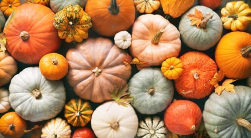 Miniatura 3 de Jarrahdale - Semillas de calabaza azules grandes, una de las calabazas más interesantes y decorativas, así como deliciosas