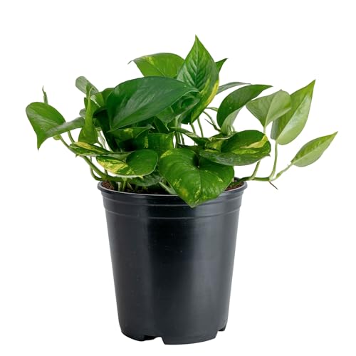 Costa Farms Golden Pothos Live Plant, Easy Care Indoor House Plant in Grower's Pot, Potting Soil, Great for Outdoor Hanging Planter or Basket, Housewarming Gift, Desk Decor, Room Decor, 10-Inches Tall