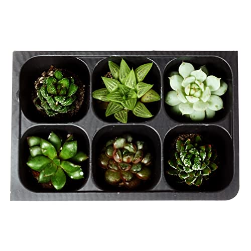 Seed Starter Trays, 144 Cells (24 Trays - 6 Cells Per Tray) + Plant Stakes - Image 3