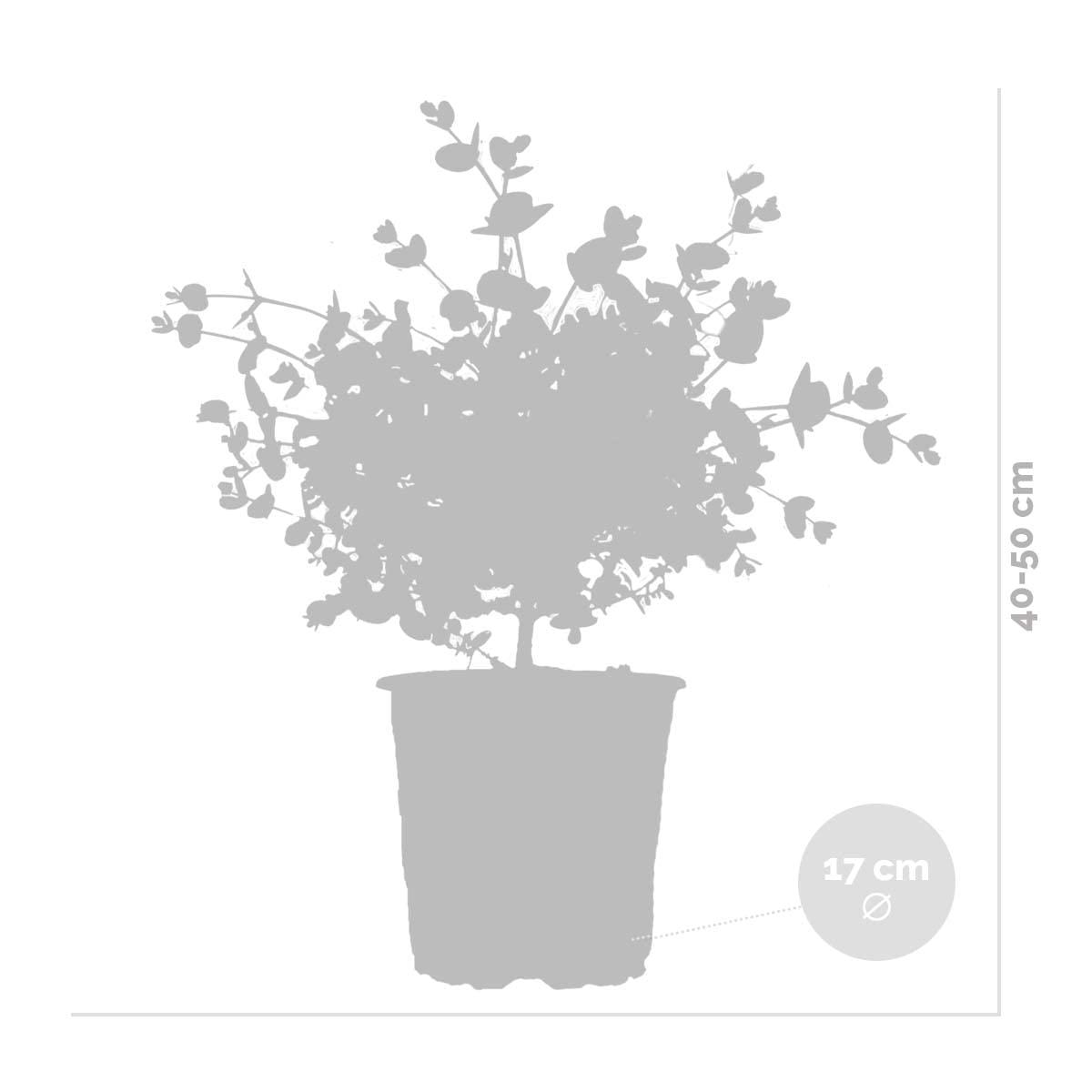 Bloomique - Eucalyptus gunnii - Gommier - Arbuste - Persistant - Hauteur 40-50 cm