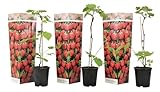Plant in a Box - Rubus ideaus 'Autumn Bliss' - Frambuesa - Set de 3 - Maceta 9cm - Altura 25-40cm