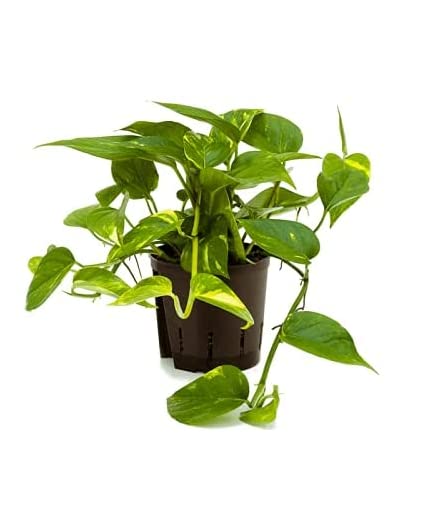 Pothos (1, Golden)