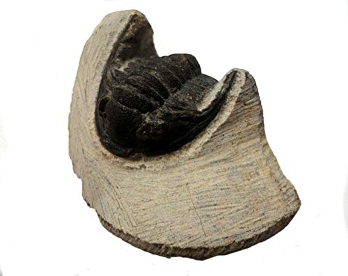 Preisvergleich Produktbild Trilobit mrakbina cattoifossil Mitte Devon Marokko 44 mm Detaillierte 148 g ST145