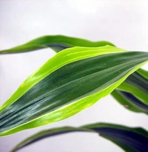 Lemon Lime Madagascar Dragon Tree Dracaena 4" Pot #TOP2