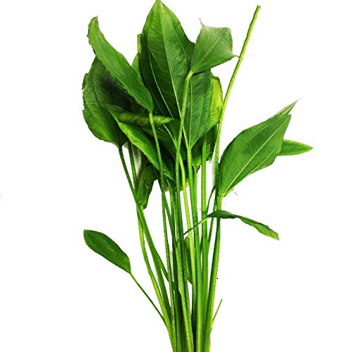 Planterest - Echinodorus Argentinensis Potted Amazon Sword Tropical Easy Live Aquarium Plants Decorations for Medium Tank BUY2GET1FREE Safe for All Fish