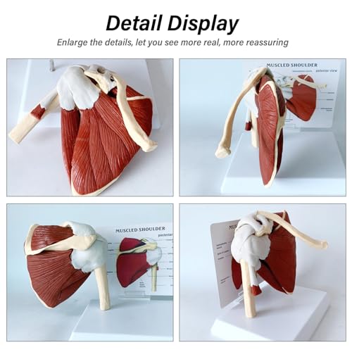 Modèle de muscles de l'articulation de l'épaule avec ligaments rigides